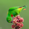 Blue-crowned_Hanging_Parrot-240409-223MSDCF-FYP02428-W.jpg