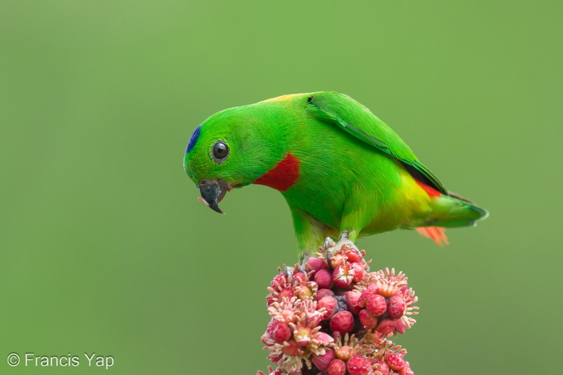 Blue-crowned_Hanging_Parrot-240409-223MSDCF-FYP02537-W.jpg