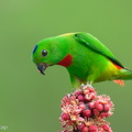 Blue-crowned_Hanging_Parrot-240409-223MSDCF-FYP02537-W.jpg