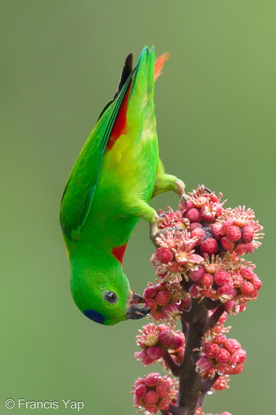 Blue-crowned_Hanging_Parrot-240409-223MSDCF-FYP02654-W.jpg