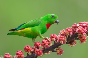 Blue-crowned Hanging Parrot-240409-223MSDCF-FYP03468-W.jpg
