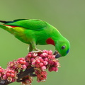 Blue-crowned_Hanging_Parrot-240409-223MSDCF-FYP03785-W.jpg