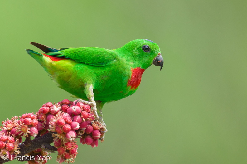 Blue-crowned_Hanging_Parrot-240409-223MSDCF-FYP04043-W.jpg