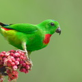 Blue-crowned_Hanging_Parrot-240409-223MSDCF-FYP04043-W.jpg
