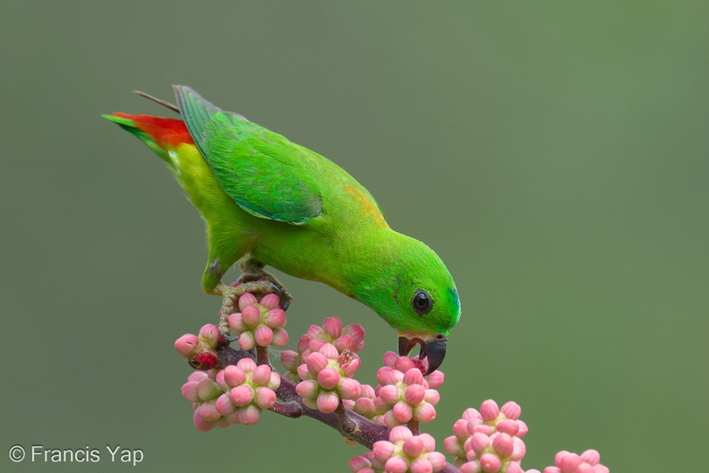 Blue-crowned_Hanging_Parrot-240409-223MSDCF-FYP04324-W.jpg