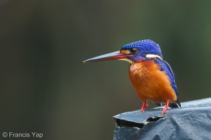 Blue-eared Kingfisher-120302-109EOS1D-FYAP4960-W.jpg