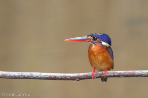 Blue-eared Kingfisher-140214-114EOS1D-FY1X0046-W.jpg