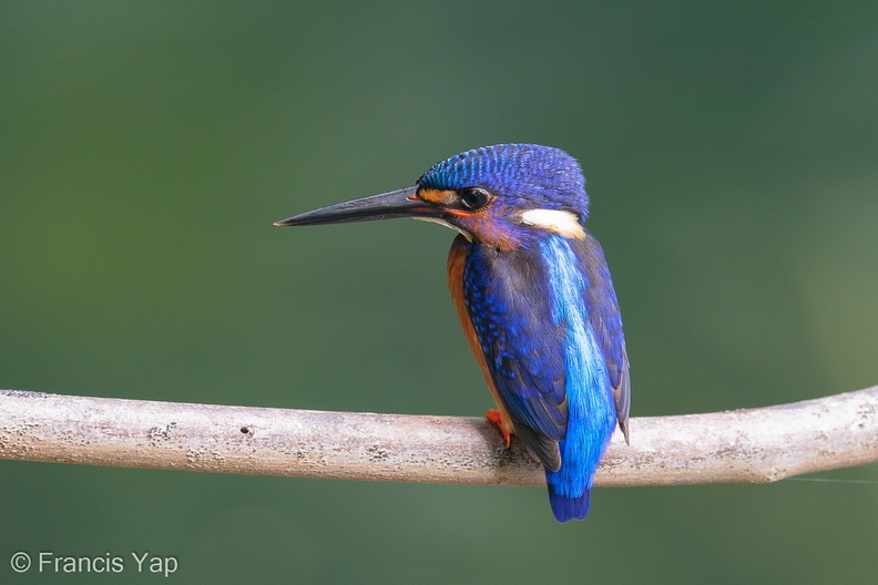 Blue-eared_Kingfisher-191013-100MSDCF-FYP07292-W.jpg