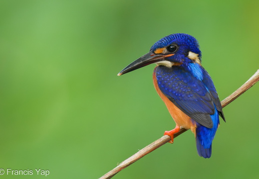 Blue-eared Kingfisher