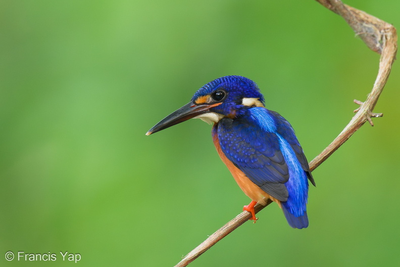 Blue-eared_Kingfisher-230613-206MSDCF-FYP08031-W.jpg