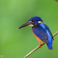 Blue-eared_Kingfisher-230613-206MSDCF-FYP08031-W.jpg