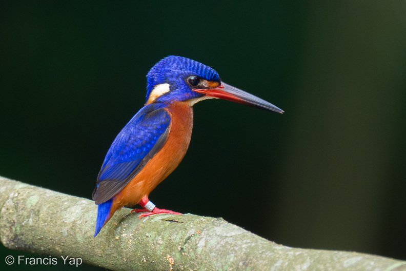 Blue-eared_Kingfisher-260314-160FRYAP-FYA01701-W.jpg