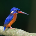 Blue-eared_Kingfisher-260314-160FRYAP-FYA01701-W.jpg
