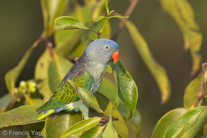 Blue-rumped Parrot-130308-105EOS1D-FY1X8075-W.jpg