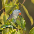 Blue-rumped_Parrot-130308-105EOS1D-FY1X8075-W.jpg