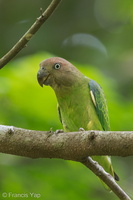 Blue-rumped Parrot-140425-115EOS1D-FY1X9217-W.jpg