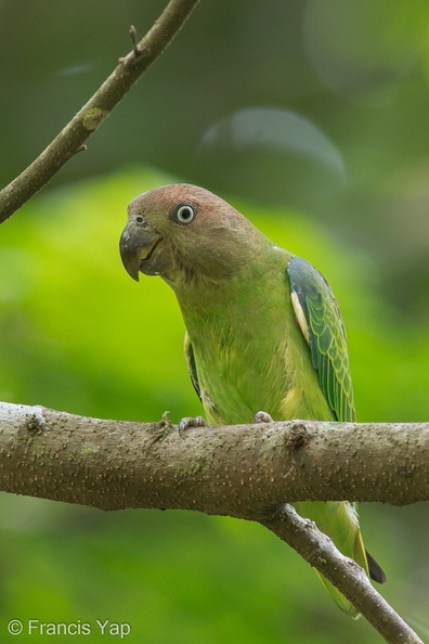 Blue-rumped_Parrot-140425-115EOS1D-FY1X9217-W.jpg