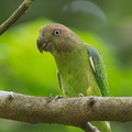 Blue-rumped_Parrot-140425-115EOS1D-FY1X9217-W.jpg