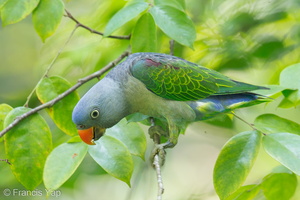 Blue-rumped Parrot-140425-115EOS1D-FY1X9288-W.jpg