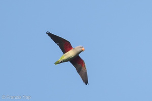 Blue-rumped Parrot-180209-107ND500-FYP_7858-W.jpg