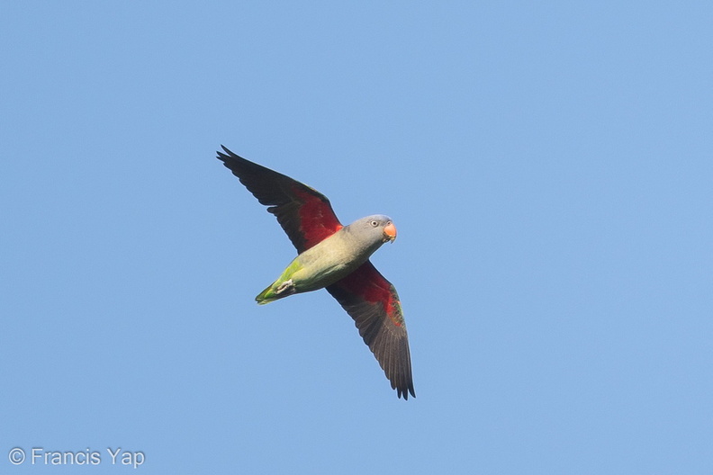 Blue-rumped_Parrot-180209-107ND500-FYP_7858-W.jpg