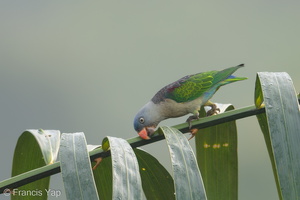 Blue-rumped Parrot-180627-110ND500-FYP_0903-W.jpg