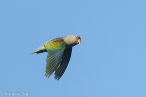 Blue-rumped Parrot-191206-106MSDCF-FYP08567-W.jpg