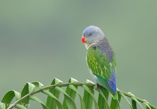 Blue-rumped Parrot