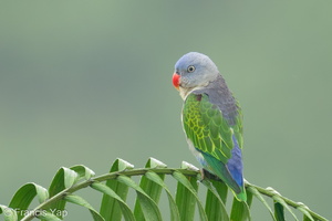 Blue-rumped Parrot-240604-231MSDCF-FYP03652-W.jpg