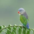 Blue-rumped_Parrot-240604-231MSDCF-FYP03652-W.jpg