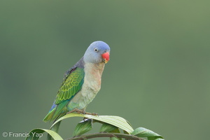 Blue-rumped Parrot-240605-231MSDCF-FYP05453-W.jpg