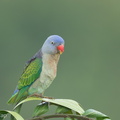 Blue-rumped_Parrot-240605-231MSDCF-FYP05453-W.jpg