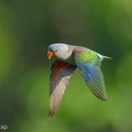 Blue-rumped_Parrot-260429-186FRYAP-FYA04268-W.jpg