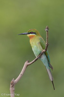 Blue-tailed Bee-eater-130317-105EOS1D-FY1X8817-W.jpg