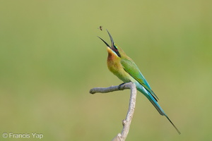 Blue-tailed Bee-eater-210131-129MSDCF-FYP08305-W.jpg