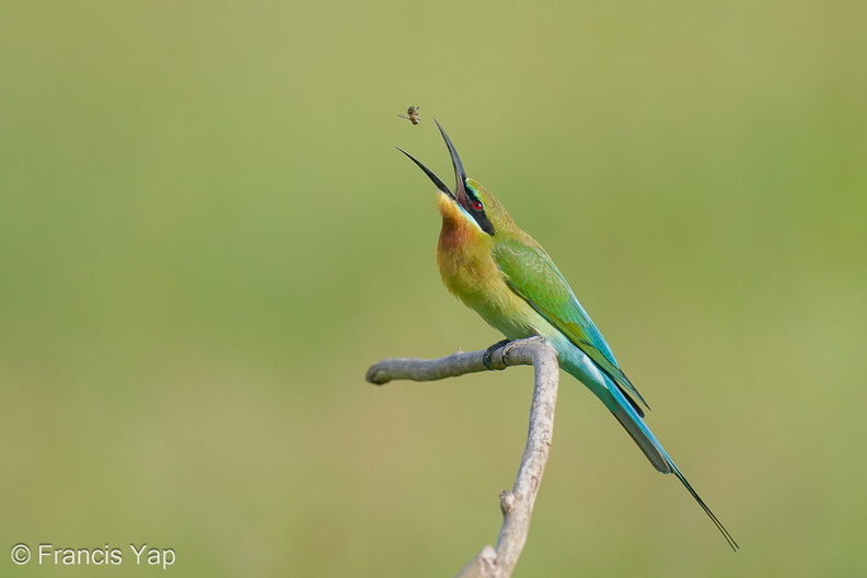 Blue-tailed_Bee-eater-210131-129MSDCF-FYP08305-W.jpg