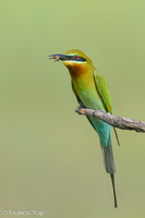 Blue-tailed Bee-eater-210131-129MSDCF-FYP09101-W.jpg