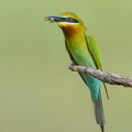 Blue-tailed_Bee-eater-210131-129MSDCF-FYP09101-W.jpg