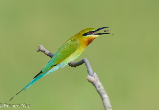 Blue-tailed Bee-Eater