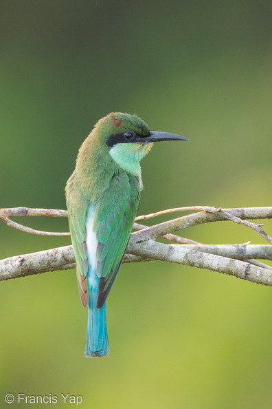 Blue-throated_Bee-eater-110715-104EOS1D-FYAP0405-W.jpg