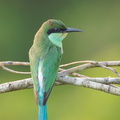 Blue-throated_Bee-eater-110715-104EOS1D-FYAP0405-W.jpg