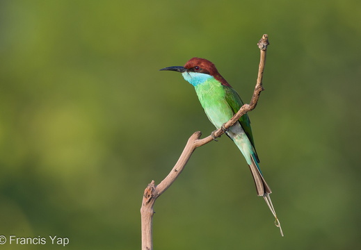 Blue-throated Bee-eater