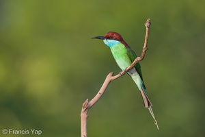 Blue-throated Bee-eater-130317-105EOS1D-FY1X8509-W.jpg