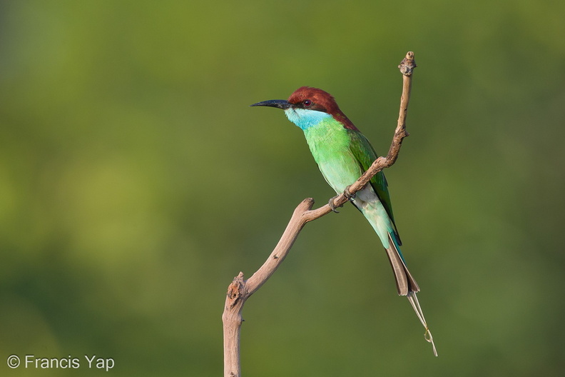 Blue-throated_Bee-eater-130317-105EOS1D-FY1X8509-W.jpg