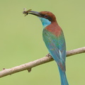 Blue-throated_Bee-eater-160619-101EOS1D-F1X24844-W.jpg