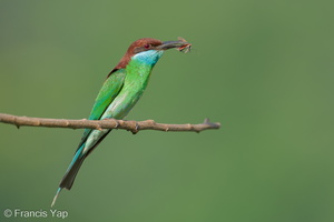 Blue-throated Bee-eater-240609-232MSDCF-FYP00016-W.jpg