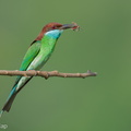 Blue-throated_Bee-eater-240609-232MSDCF-FYP00016-W.jpg