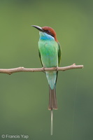 Blue-throated Bee-eater-240609-232MSDCF-FYP02787-W.jpg