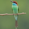 Blue-throated_Bee-eater-240609-232MSDCF-FYP02787-W.jpg