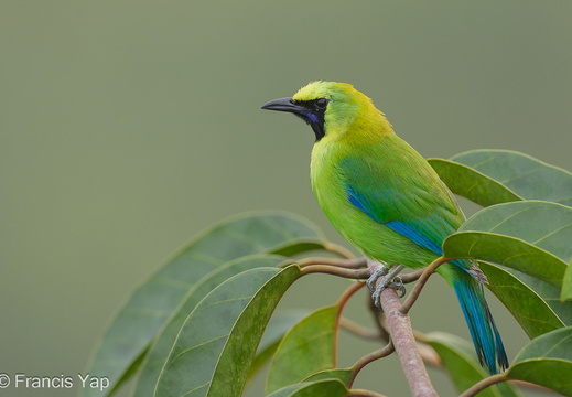 Blue-winged Leafbird